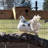 IMG_4165(4)